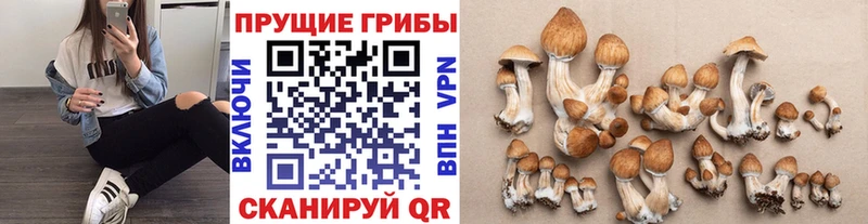 Псилоцибиновые грибы мицелий  Циолковский 